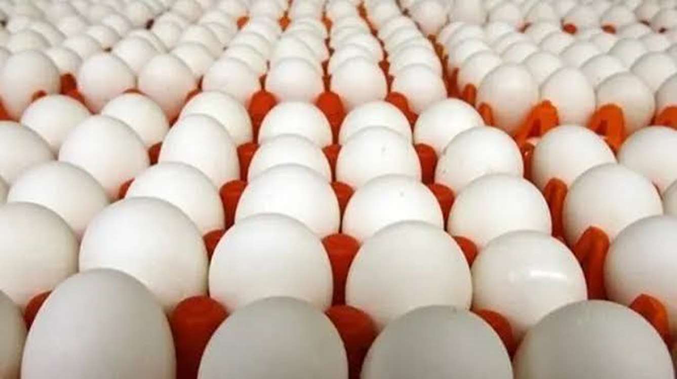 تخم مرغ 